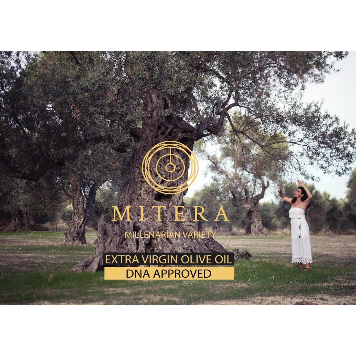 MITERA EVOO MASTOIDIS 500ml - Pimis Living