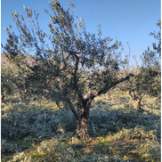 Karasmanoglou Early Harvest EVOO Mediterrolio