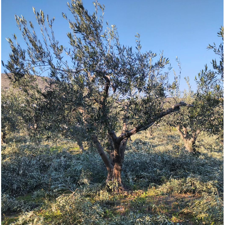 Karasmanoglou Early Harvest EVOO - Pimis Living