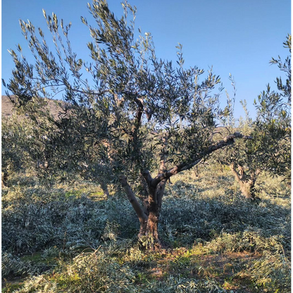 Karasmanoglou Early Harvest EVOO - Pimis Living
