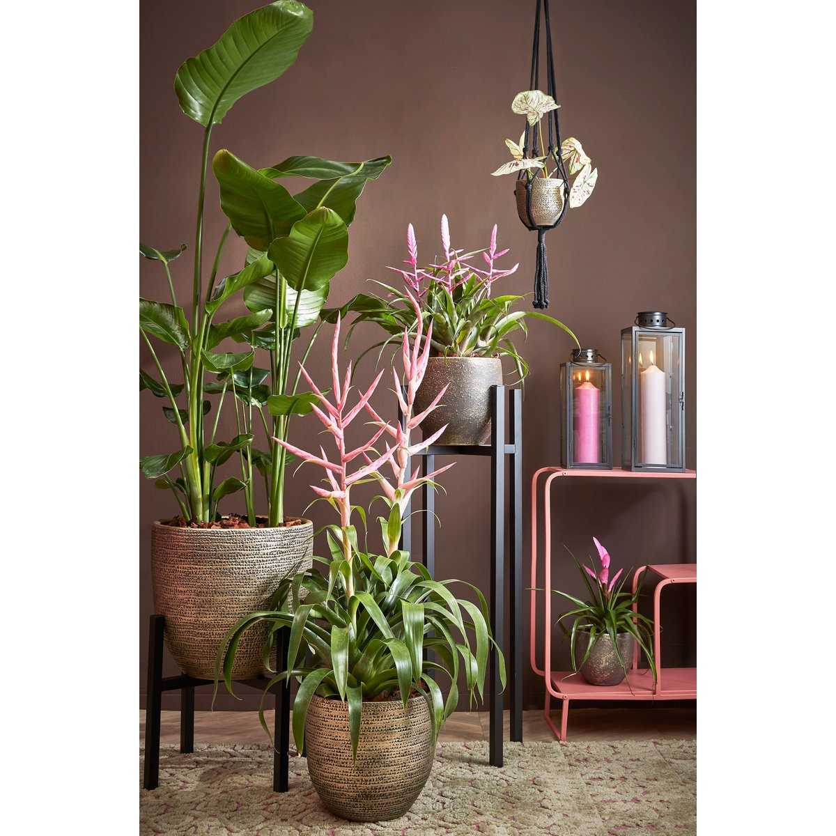 Arzilla Laterne – L14 x B13 x H35 cm – Schwarz - Pimis living by Konceptpunkt