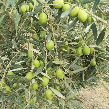 Golden Tree Athonic Reines Natives Olivenöl Extra - Pimis Living