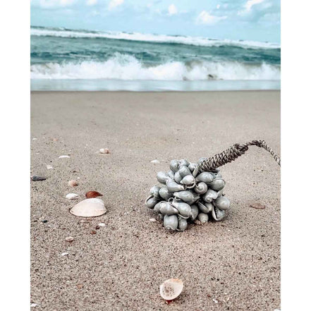 Die graue Muschelquaste Bazar Bizar Living