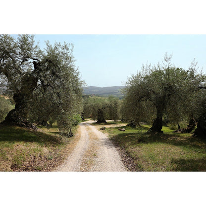 MITERA EVOO Grand Cru 500ml - Pimis Living