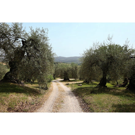MITERA EVOO Grand Cru 500ml Mediterrolio