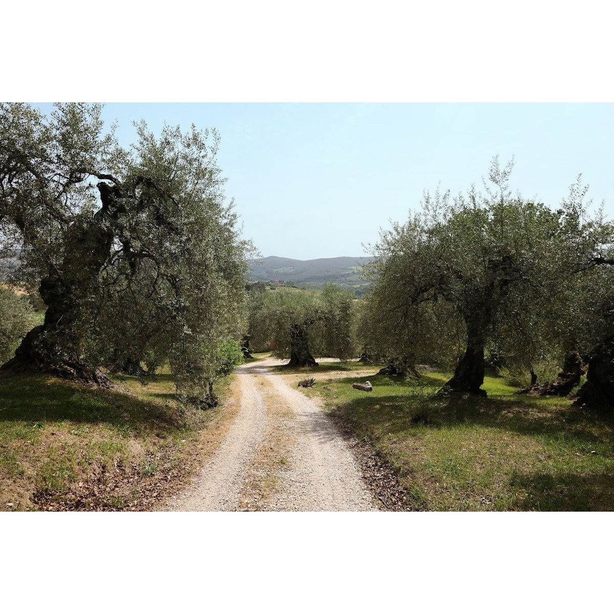 MITERA EVOO MASTOIDIS 500ml - Pimis Living