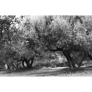 EFKRATO – Ausgezeichnet mit Bio-Olivenöl extra vergine aus früher Ernte und gesundheitsbezogener Angabe Mediterrolio