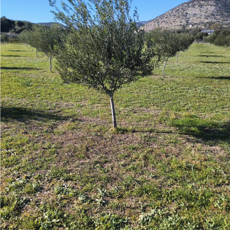 Karasmanoglou Early Harvest EVOO - Pimis Living