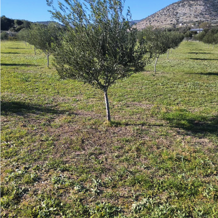 Karasmanoglou Early Harvest EVOO Mediterrolio