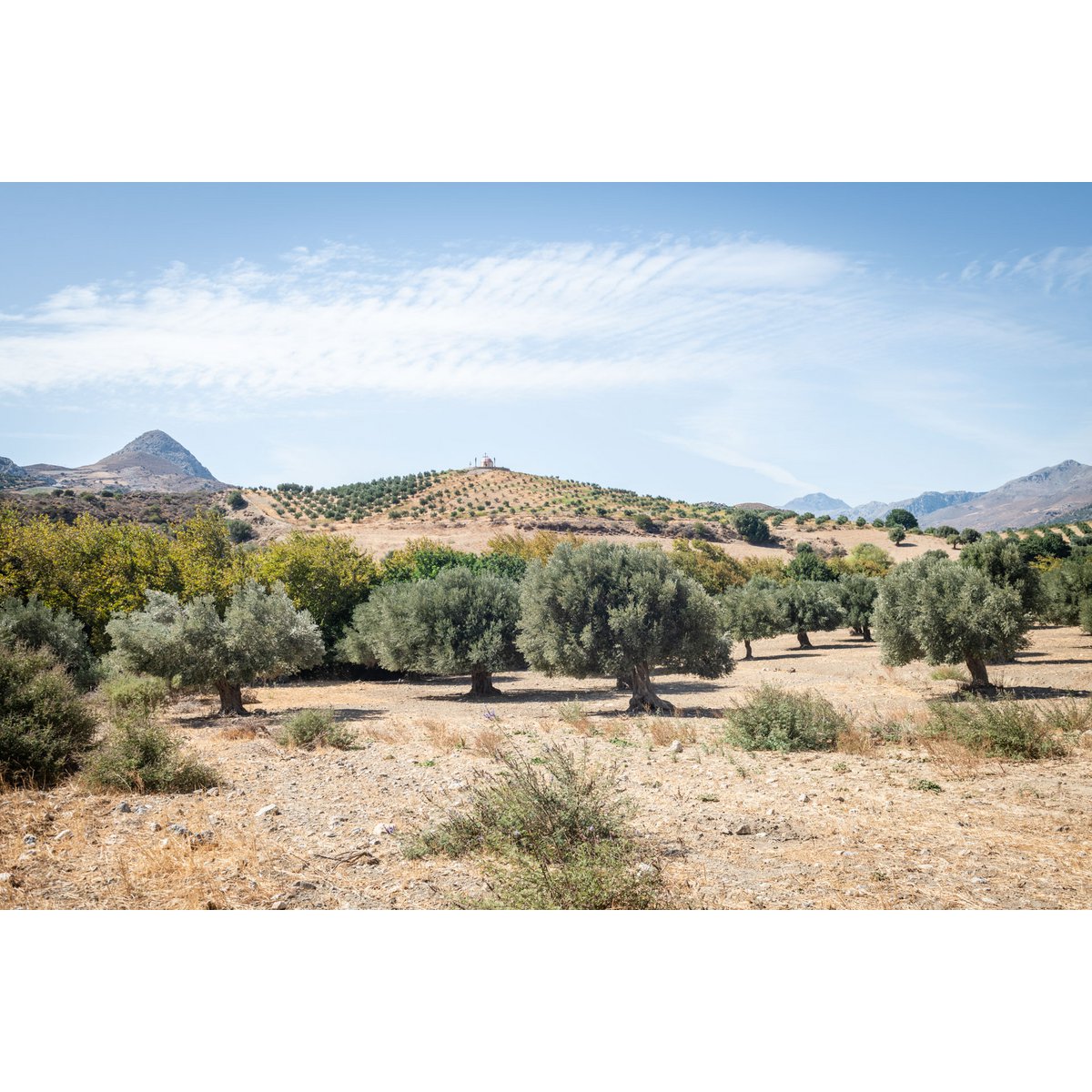 MITERA EVOO MASTOIDIS 500ml - Pimis Living