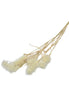 Federzweig Trockenblume Beige