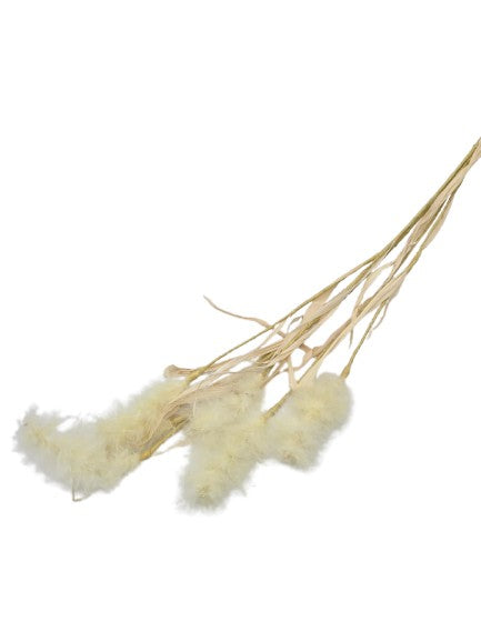 Federzweig Trockenblume Beige