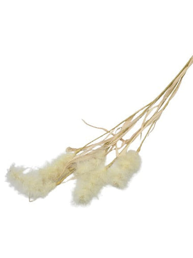 Federzweig Trockenblume Beige