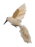 Kolibri,echte Federn mit Clip