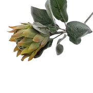 Protea Barbighera Gelb / pfirsich DPI GmbH