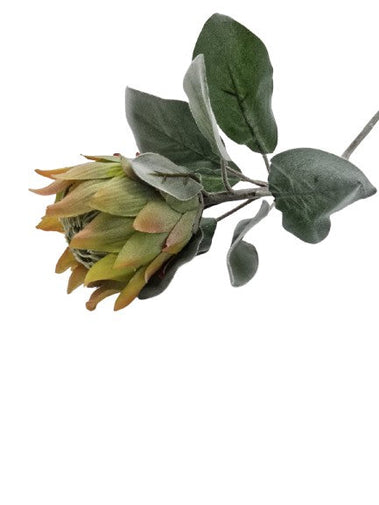 Protea Barbighera Gelb / pfirsich