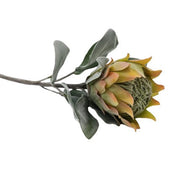 Protea Barbighera Gelb / pfirsich DPI GmbH