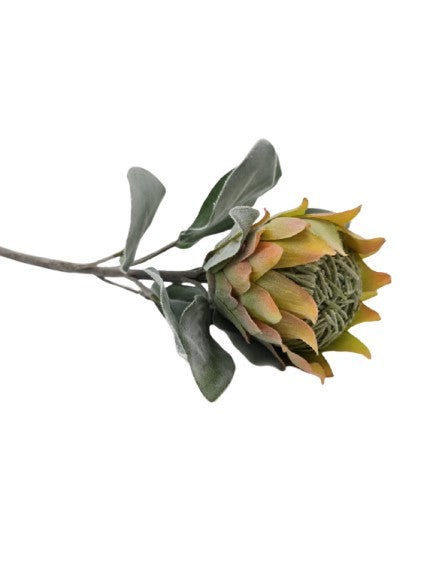Protea Barbighera Gelb / pfirsich