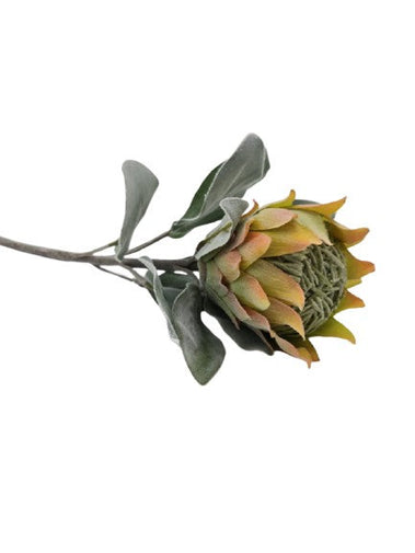Protea Barbighera Gelb / pfirsich