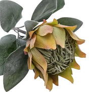 Protea Barbighera Gelb / pfirsich DPI GmbH
