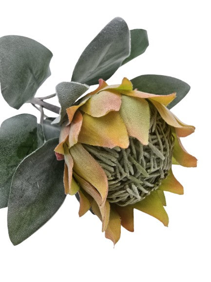 Protea Barbighera Gelb / pfirsich