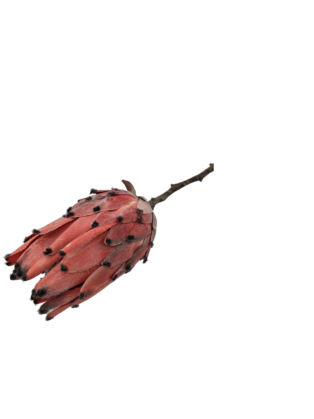 Protea Pfirsichfarben Kunstblume