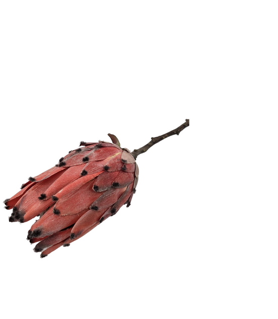 Protea Pfirsichfarben Kunstblume