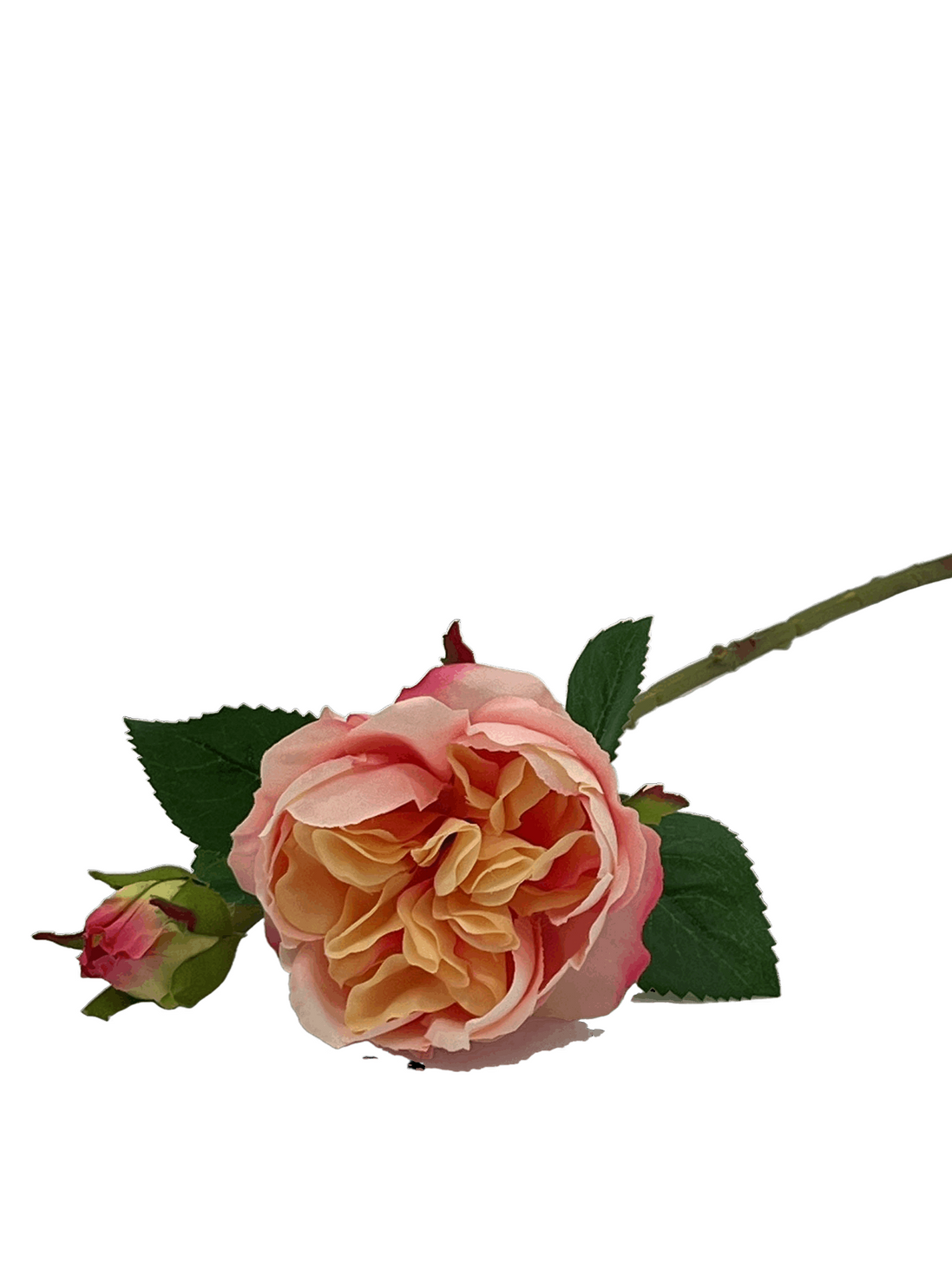 Rose Devon Apricot - Konceptpunkt Home, Deko und mehr …
