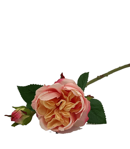 Rose Devon Apricot - Konceptpunkt Home, Deko und mehr …