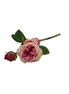 Rose Devon Pink - Konceptpunkt Home, Deko und mehr …