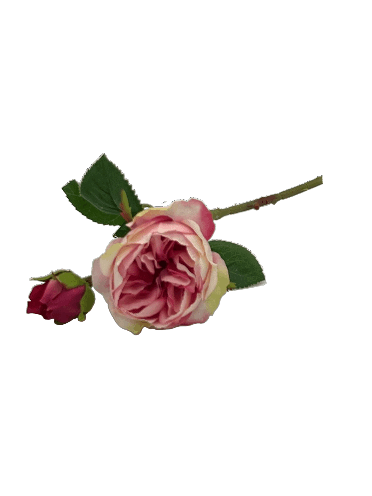 Rosen Devon Pink - Wunderschöne rosa Blumen für Ihren Garten Scheulen GmbH