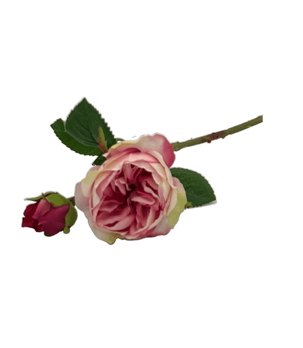 Rose Devon Pink - Konceptpunkt Home, Deko und mehr …